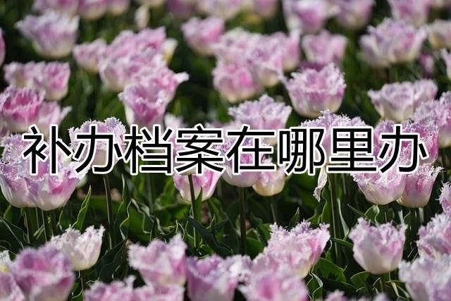 补办档案在哪里办