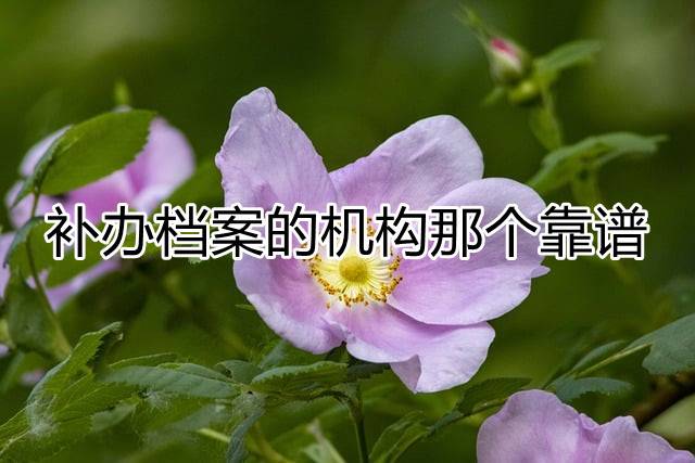 补办档案的机构那个靠谱