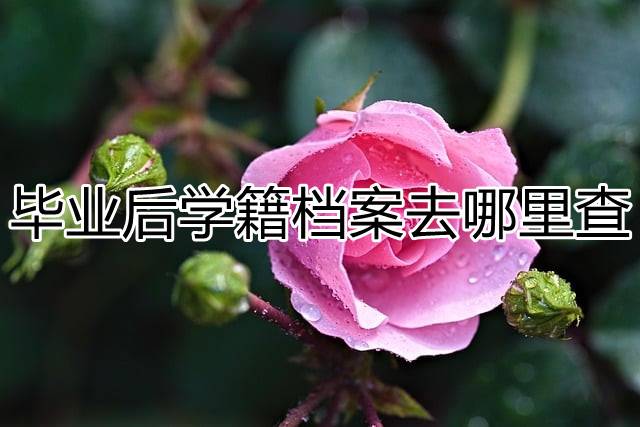毕业后学籍档案去哪里查