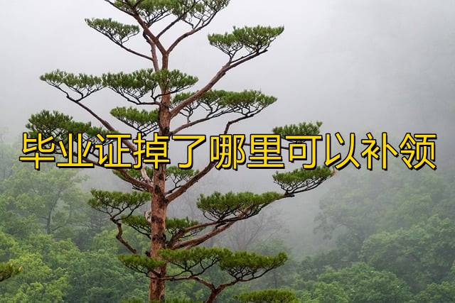 毕业证掉了哪里可以补领