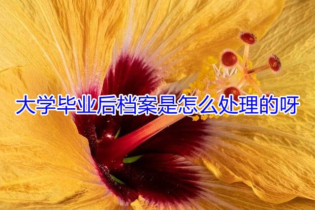 大学毕业后档案是怎么处理的呀