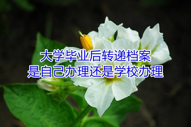大学毕业后转递档案是自己办理还是学校办理