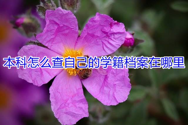 本科怎么查自己的学籍档案在哪里