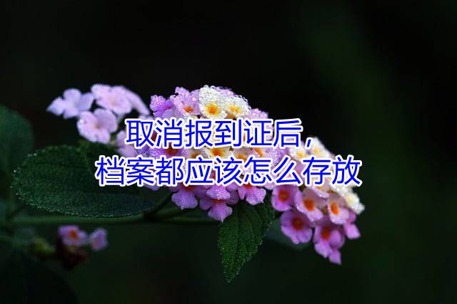 取消报到证后，档案都应该怎么存放