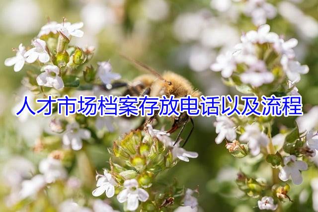 人才市场档案存放电话以及流程