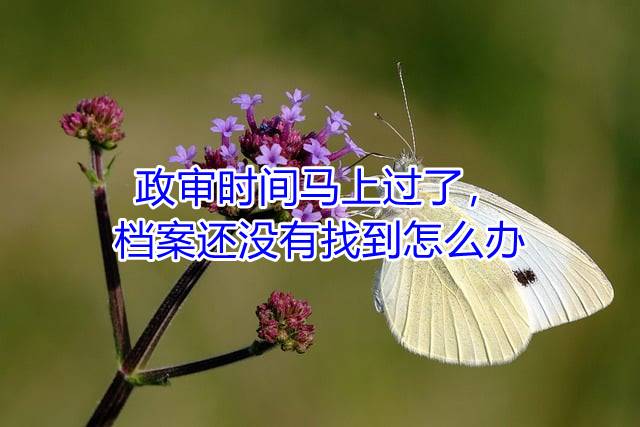 政审时间马上过了，档案还没有找到怎么办