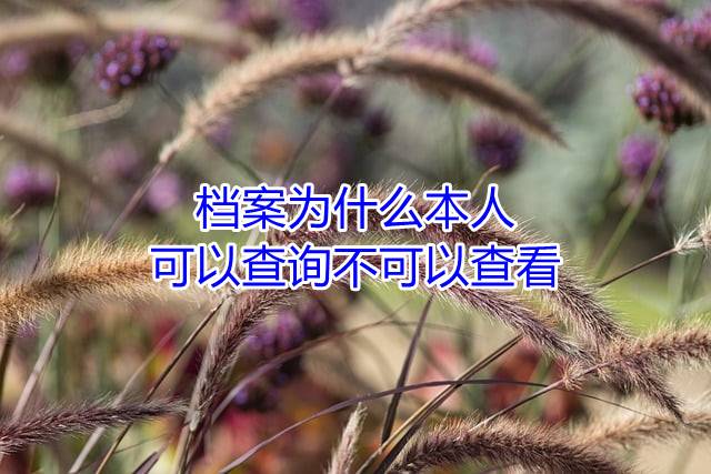 档案为什么本人可以查询不可以查看