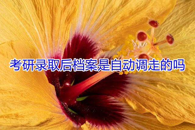 考研录取后档案是自动调走的吗