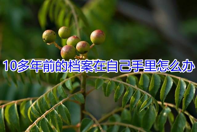 10多年前的档案在自己手里怎么办