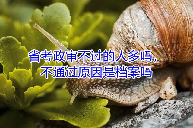 省考政审不过的人多吗，不通过原因是档案吗