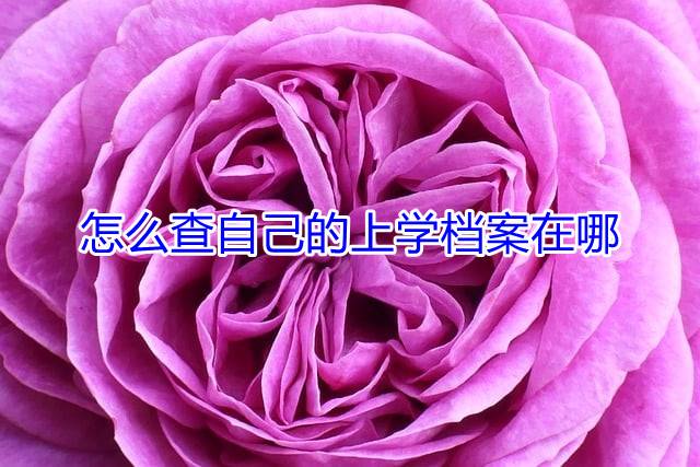 怎么查自己的上学档案在哪