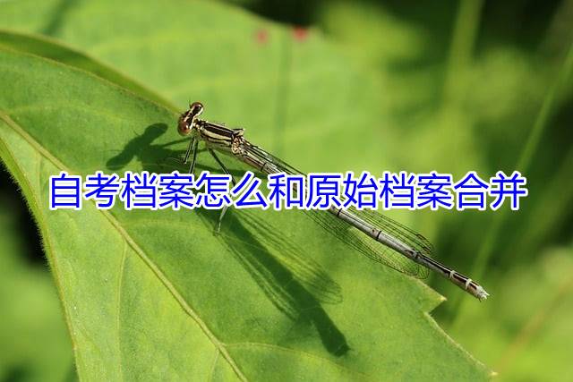 自考档案怎么和原始档案合并