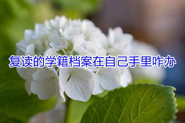 复读的学籍档案在自己手里咋办