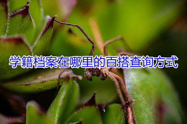 学籍档案在哪里的百搭查询方式