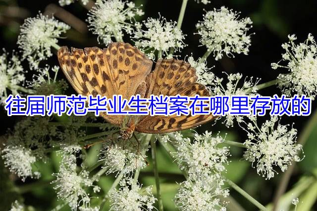 往届师范毕业生档案在哪里存放的