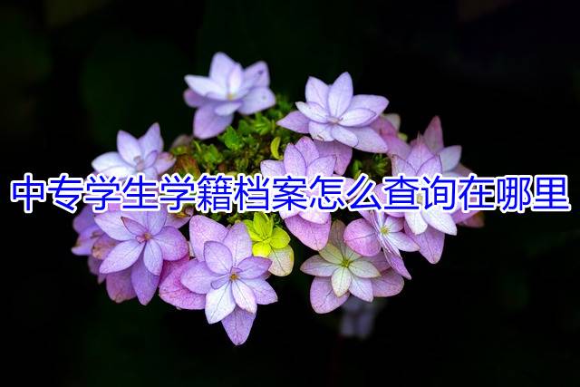 中专学生学籍档案怎么查询在哪里