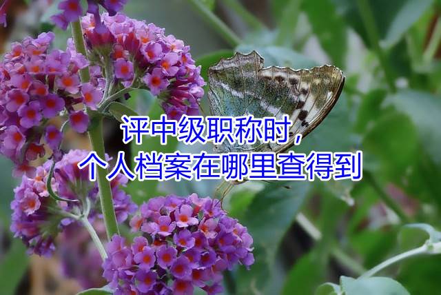 评中级职称时，个人档案在哪里查得到