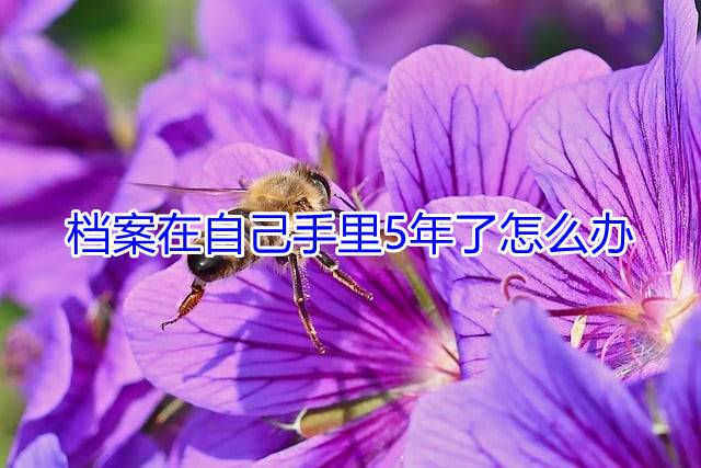 档案在自己手里5年了怎么办