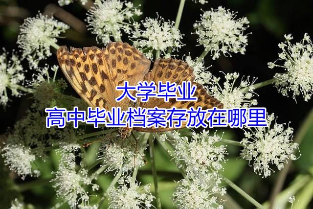 大学毕业高中毕业档案存放在哪里