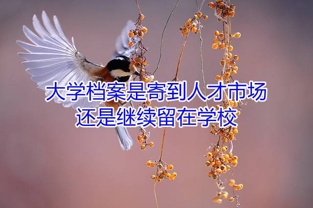 大学档案是寄到人才市场还是继续留在学校