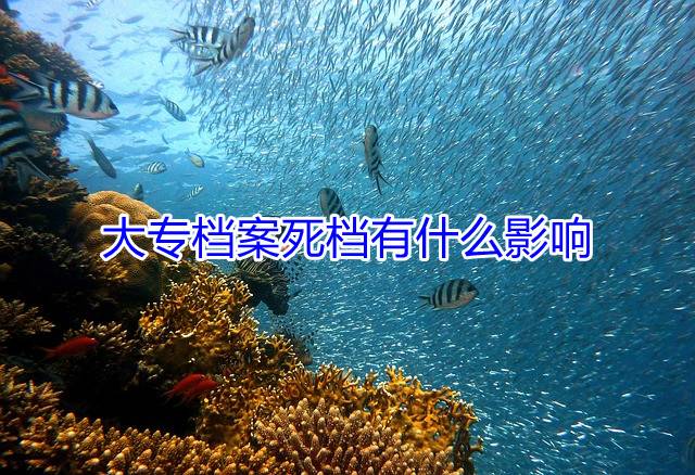 大专档案死档有什么影响