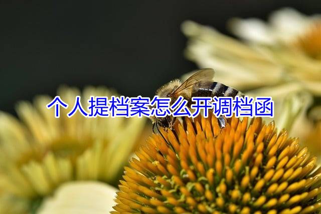 个人提档案怎么开调档函