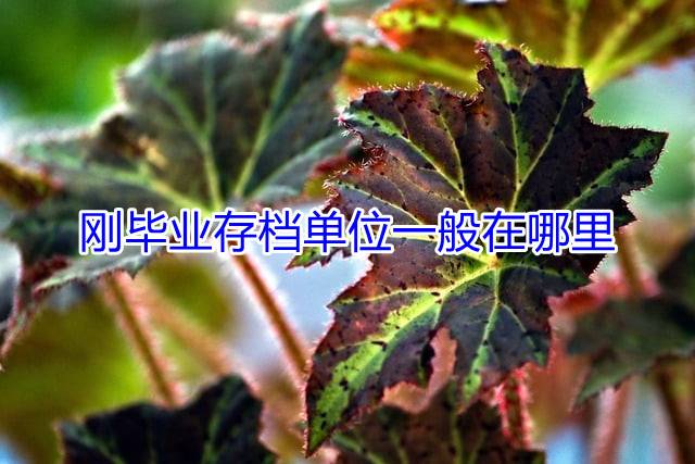 刚毕业存档单位一般在哪里