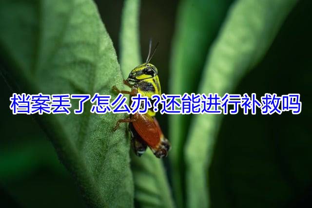 档案丢了怎么办还能进行补救吗