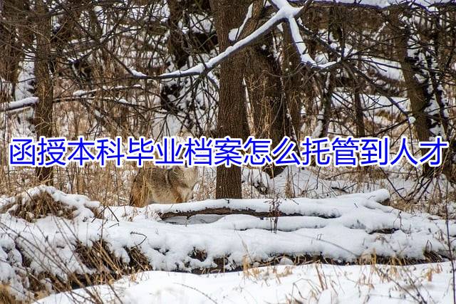 函授本科毕业档案怎么托管到人才