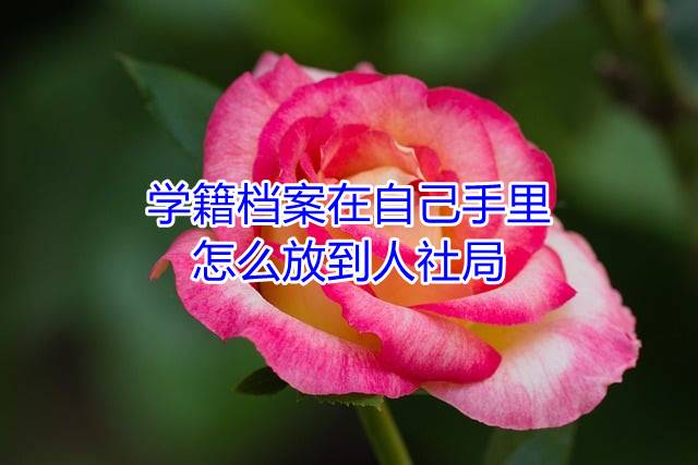学籍档案在自己手里怎么放到人社局