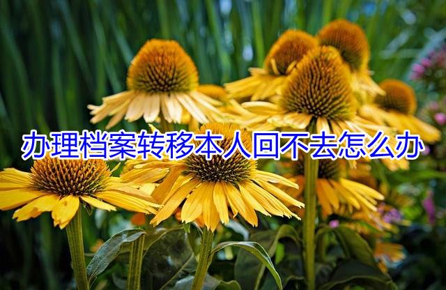 办理档案转移本人回不去怎么办