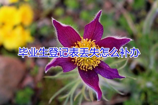 毕业生登记表丢失怎么补办