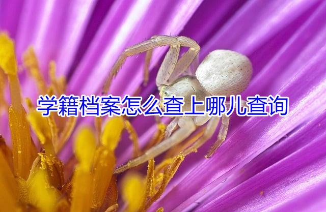 学籍档案怎么查上哪儿查询