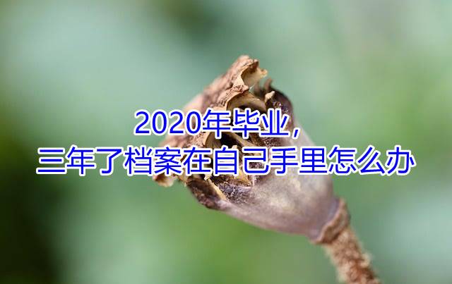 2020年毕业，三年了档案在自己手里怎么办