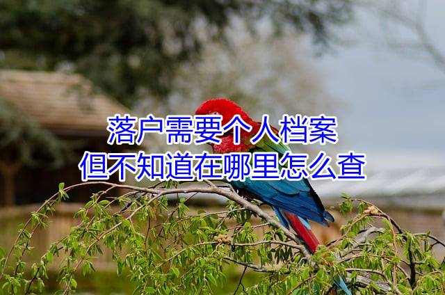落户需要个人档案但不知道在哪里怎么查