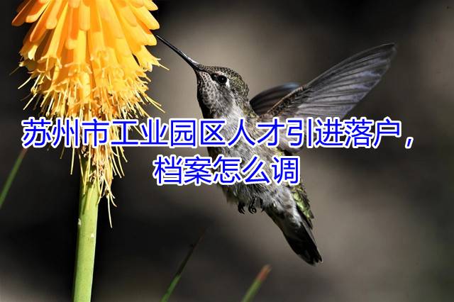 苏州市工业园区人才引进落户，档案怎么调