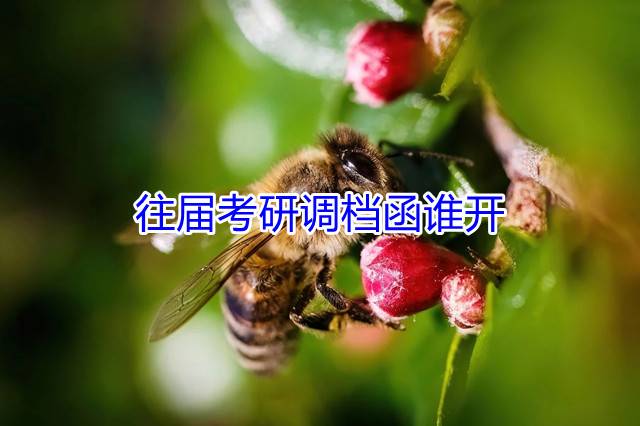 往届考研调档函谁开