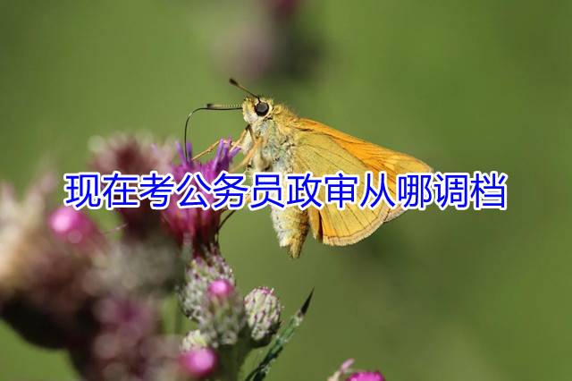现在考公务员政审从哪调档