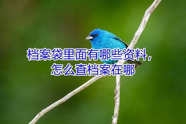 档案袋里面有哪些资料，怎么查档案在哪