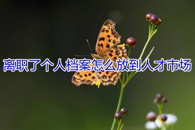 离职了个人档案怎么放到人才市场