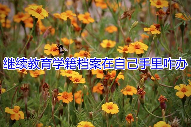继续教育学籍档案在自己手里咋办