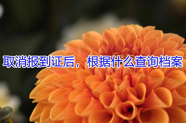 取消报到证后，根据什么查询档案