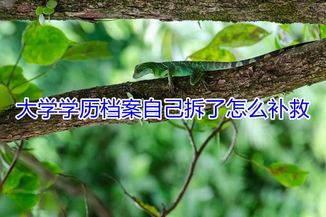 大学学历档案自己拆了怎么补救