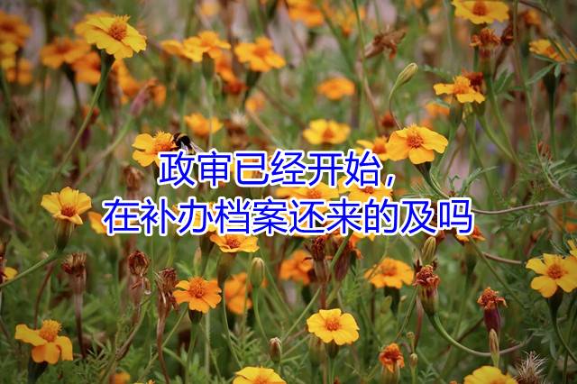 政审已经开始，在补办档案还来的及吗