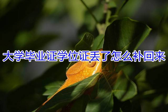 大学毕业证学位证丢了怎么补回来
