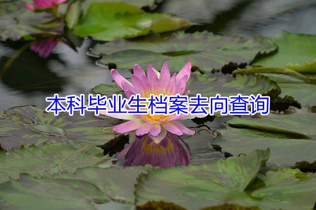 本科毕业生档案去向查询