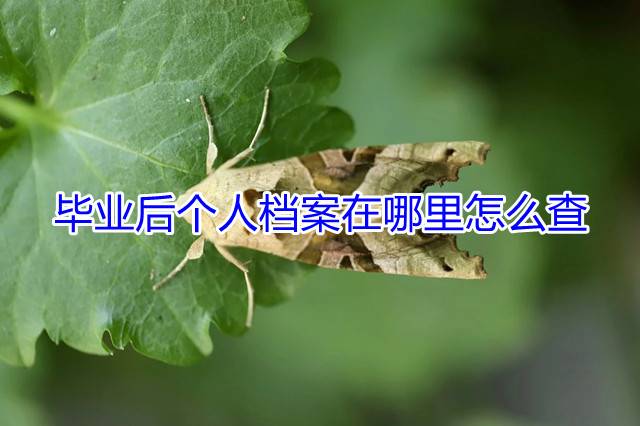 毕业后个人档案在哪里怎么查