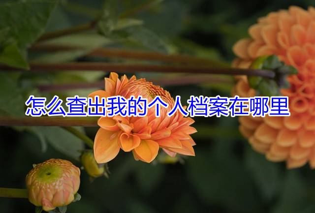 怎么查出我的个人档案在哪里