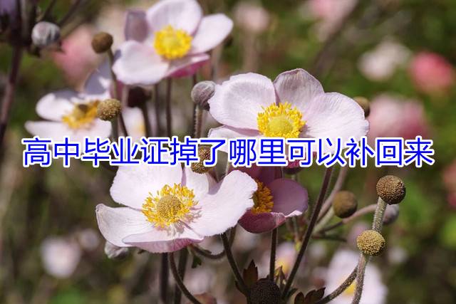 高中毕业证掉了哪里可以补回来