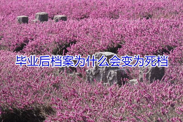 毕业后档案为什么会变为死档